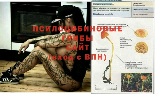 стафф Алексин